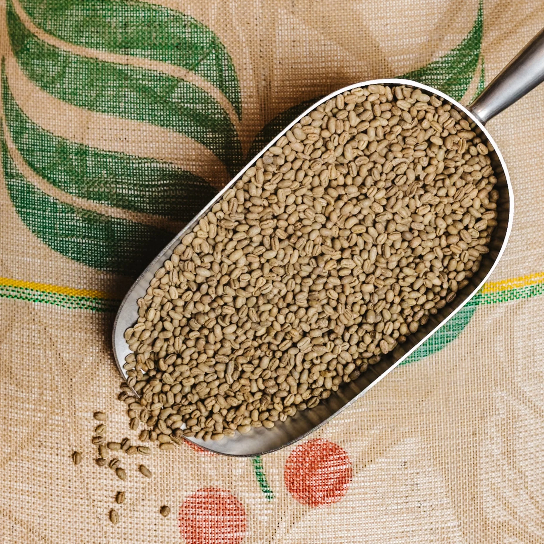 Ethiopian Sidamo - UNROASTED - Image 2