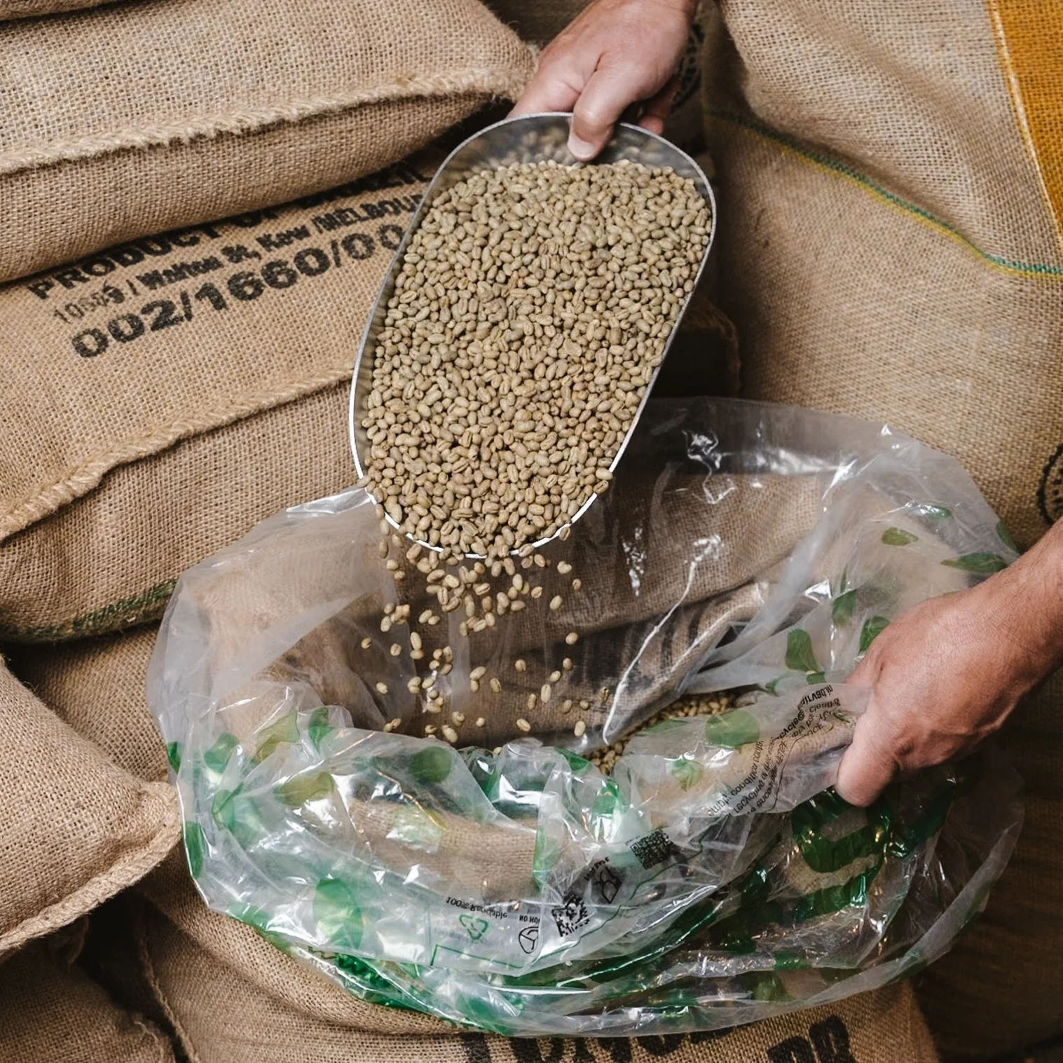 Nicaraguan Rainforest Alliance - UNROASTED - Image 2