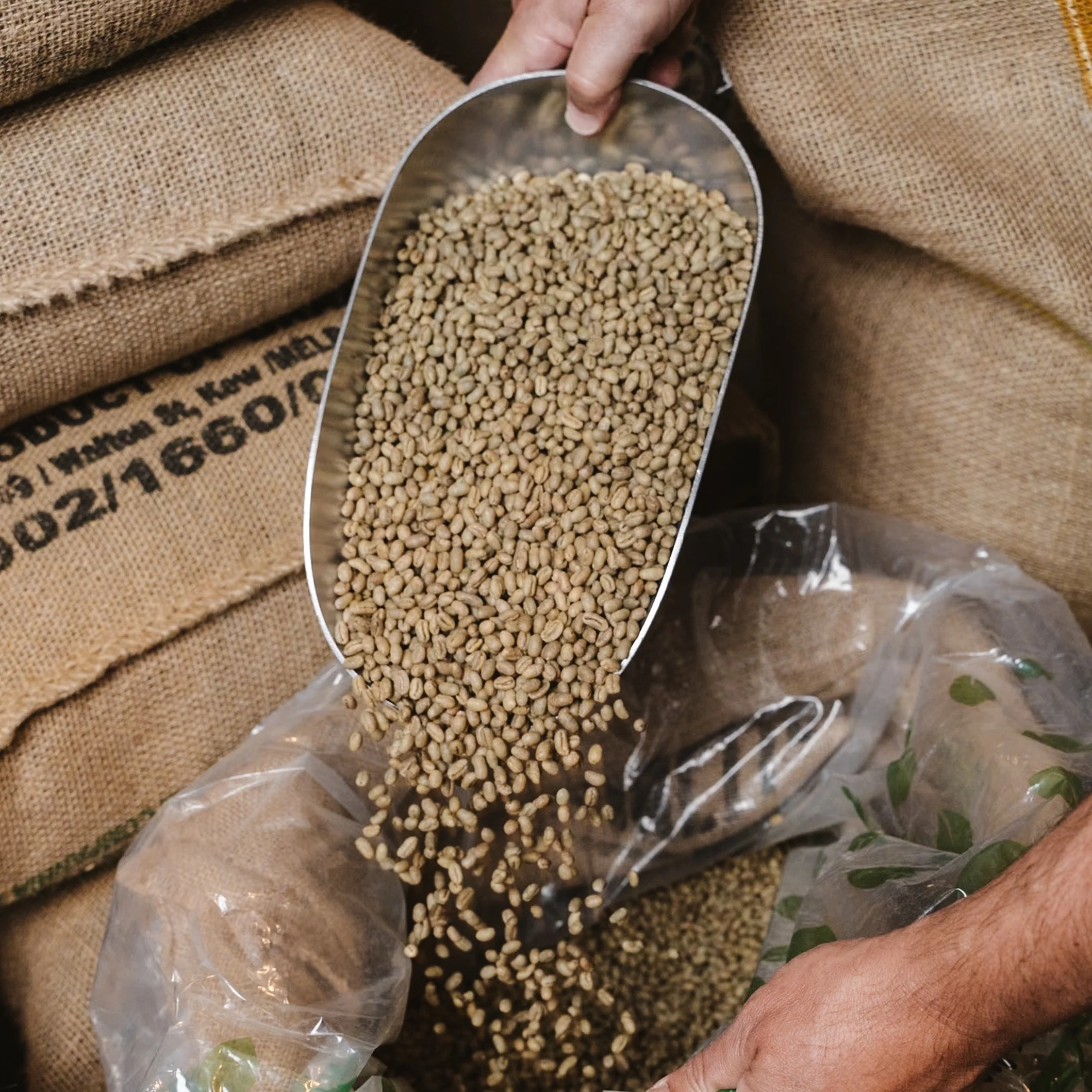 UNROASTED SWISS WATER® Decaffeinated Peru Organic Rainforest Alliance - Image 2